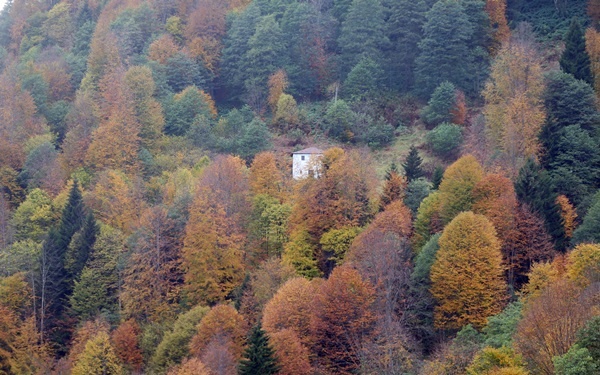 Trabzon'un 1600 rakımlı Hıdırnebi Yaylası'nda güz zamanı 7