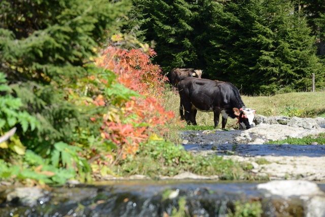 Sis Dağı'ndan sonbahar manzaraları 2