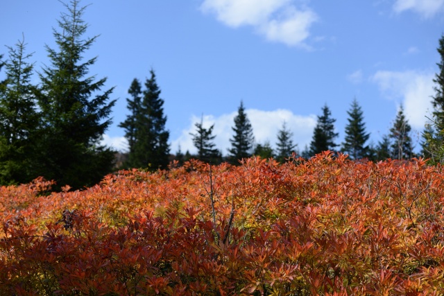 Sis Dağı'ndan sonbahar manzaraları 6