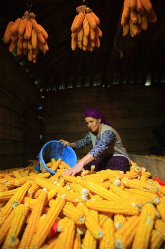 Karadenizli kadınlar kış hazırlıklarını sürdürüyor. 4