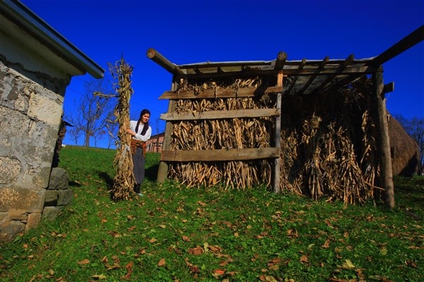 Karadenizli kadınlar kış hazırlıklarını sürdürüyor. 14