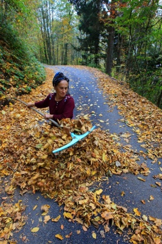 Karadenizli kadınlar kış hazırlıklarını sürdürüyor. 5
