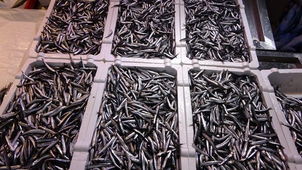 Trabzon'da fırtına! Uçak seferleri iptal, hamsi fiyatları fırladı 11