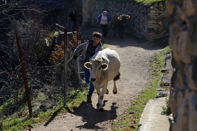 İnekleri bebek gibi yıkıyorlar. 6