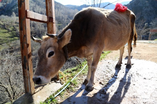 İnekleri bebek gibi yıkıyorlar. 8