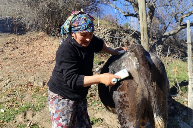 İnekleri bebek gibi yıkıyorlar. 5