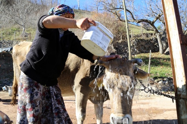 İnekleri bebek gibi yıkıyorlar. 4