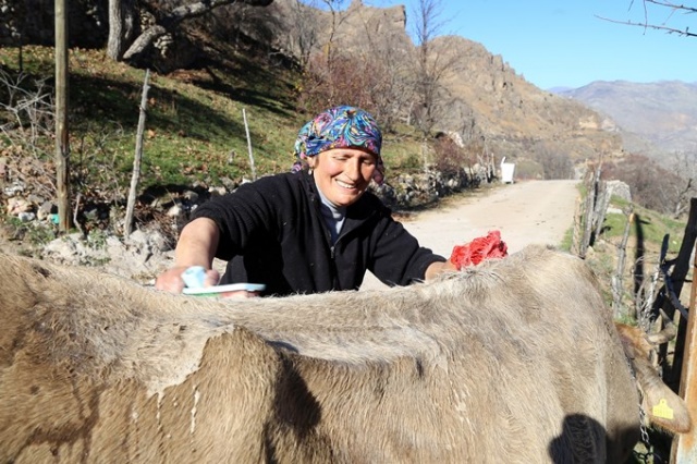 İnekleri bebek gibi yıkıyorlar. 7