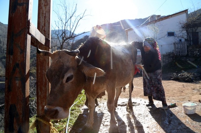 İnekleri bebek gibi yıkıyorlar. 11