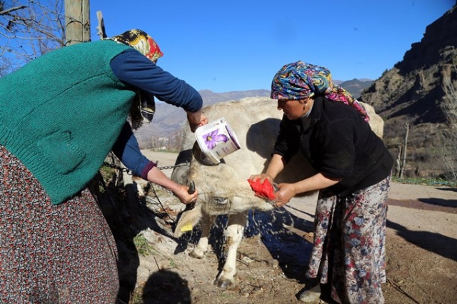İnekleri bebek gibi yıkıyorlar. 3