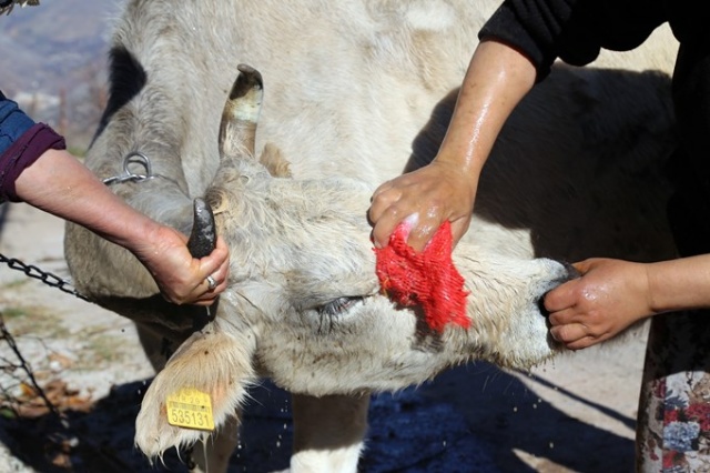 İnekleri bebek gibi yıkıyorlar. 14