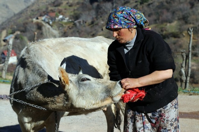 İnekleri bebek gibi yıkıyorlar. 12