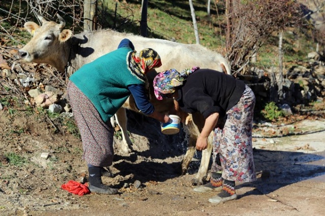 İnekleri bebek gibi yıkıyorlar. 2