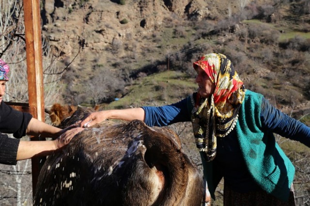 İnekleri bebek gibi yıkıyorlar. 13