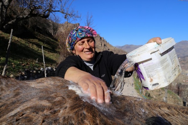 İnekleri bebek gibi yıkıyorlar. 9