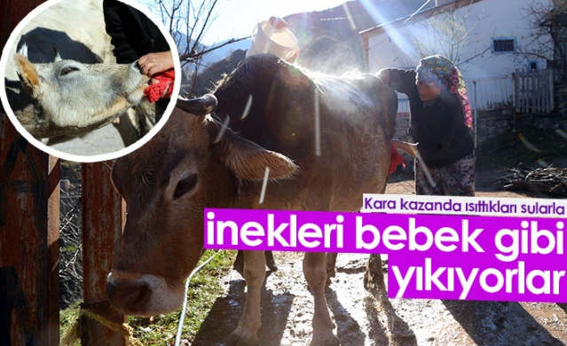 İnekleri bebek gibi yıkıyorlar. 1