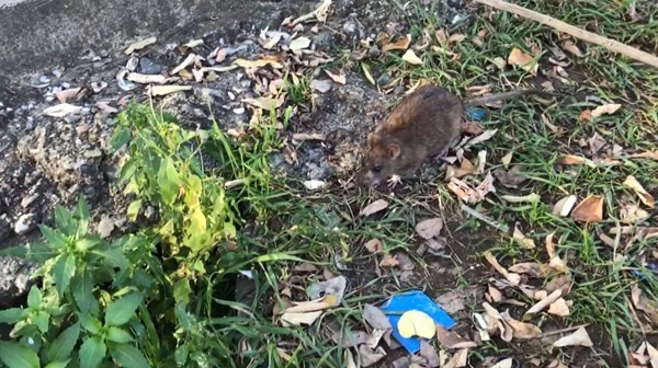 Görenleri şaşırtan dostluk! Trabzonlu kimsesiz adam elleriyle besliyor. 3