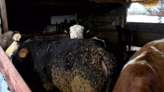 Üreticide 3 lira 30 kuruş, markette 18 lira 1