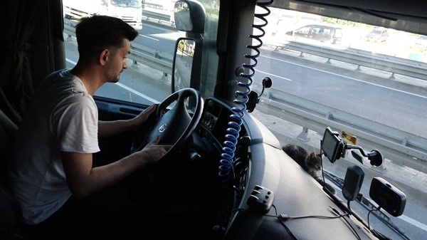 Trabzonlu TIR şoförünün yol arkadaşı 'kedi' 5