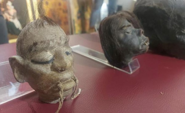 Tarihi eser operasyonunda kesik insan başları (Tsantsa)  yakalandı. 14 Aralık 2012 3