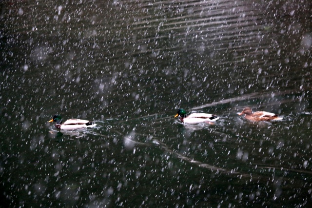 Trabzon'da kar güzelliği 3