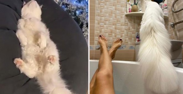 Bu kedi büyüklüğü ile hayran bırakıyor 10