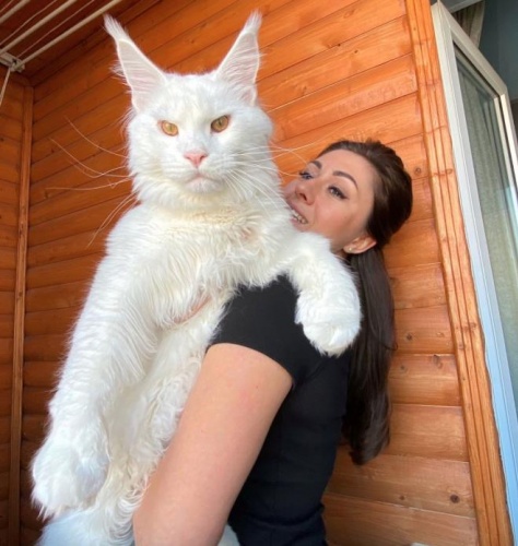 Bu kedi büyüklüğü ile hayran bırakıyor 6