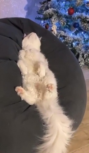 Bu kedi büyüklüğü ile hayran bırakıyor 3