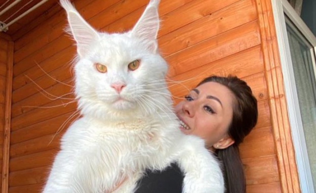 Bu kedi büyüklüğü ile hayran bırakıyor 1