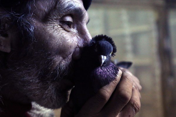 Sahibinin ömrünü uzatan güvercin: Kelkit Tepelisi. Foto Haber 2