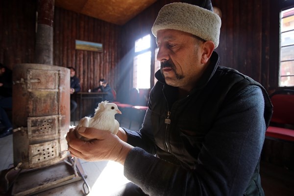 Sahibinin ömrünü uzatan güvercin: Kelkit Tepelisi. Foto Haber 3