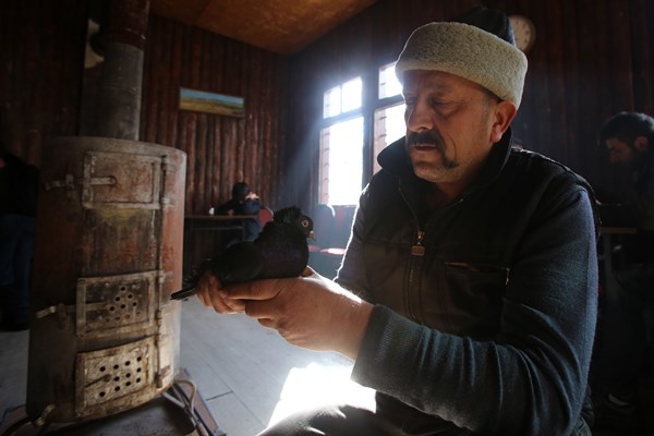 Sahibinin ömrünü uzatan güvercin: Kelkit Tepelisi. Foto Haber 7