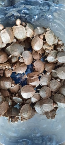 Sarp Sınır Kapısı’nda bin 100 adet su kaplumbağası ele geçirildi. Foto haber 2