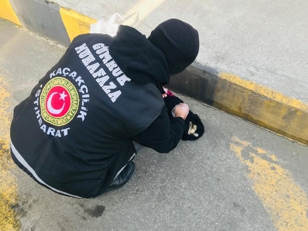 Sarp Sınır Kapısı’nda bin 100 adet su kaplumbağası ele geçirildi. Foto haber 5