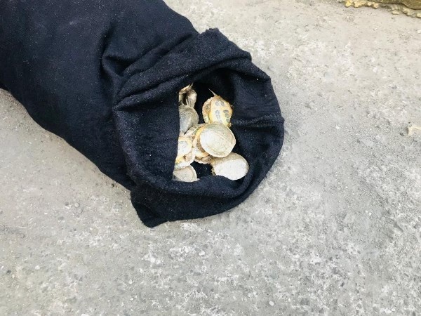 Sarp Sınır Kapısı’nda bin 100 adet su kaplumbağası ele geçirildi. Foto haber 6