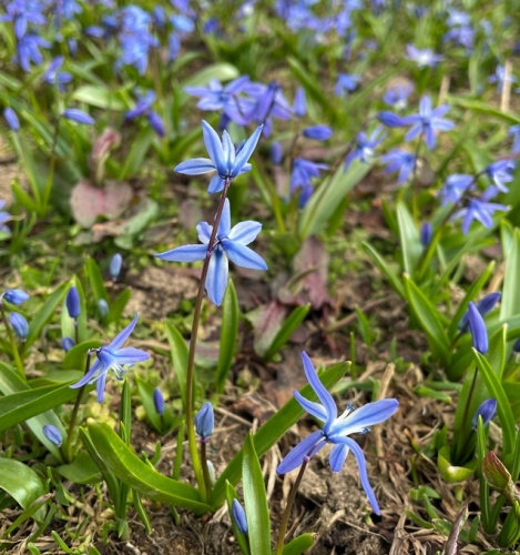 Mavi yıldızlar yeniden açtı. Foto Galeri 3