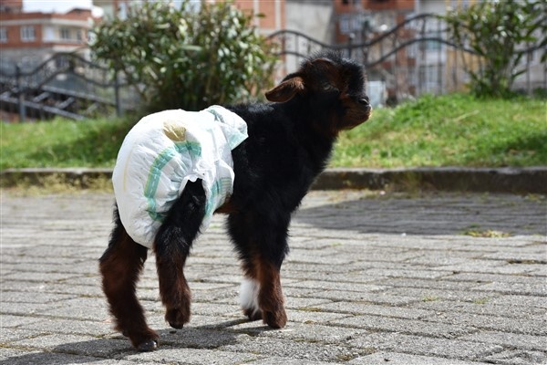 Trabzon'da annesinin kabul etmediği kuzuyu evde bakıyorlar. Foto Haber 4