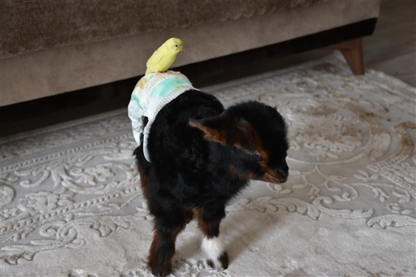 Trabzon'da annesinin kabul etmediği kuzuyu evde bakıyorlar. Foto Haber 9