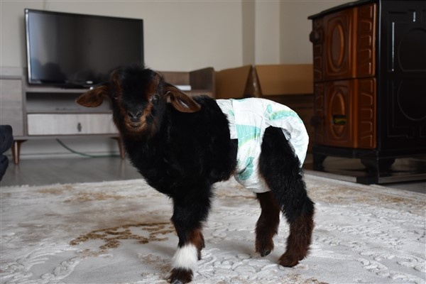 Trabzon'da annesinin kabul etmediği kuzuyu evde bakıyorlar. Foto Haber 11