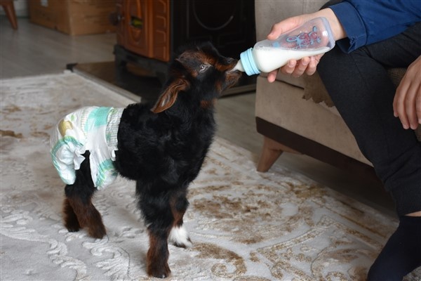 Trabzon'da annesinin kabul etmediği kuzuyu evde bakıyorlar. Foto Haber 13