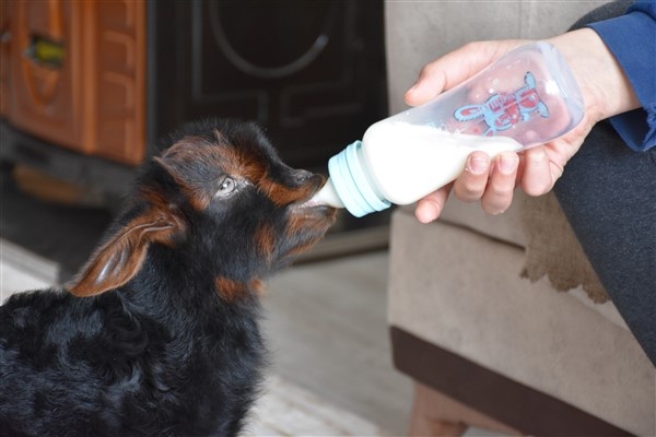 Trabzon'da annesinin kabul etmediği kuzuyu evde bakıyorlar. Foto Haber 7
