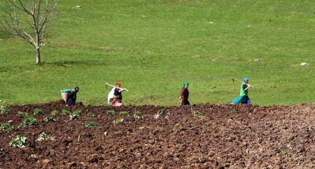 Şartlar zor olsa da Karadeniz kadını çalışmadan duramıyor. Foto Galeri 16