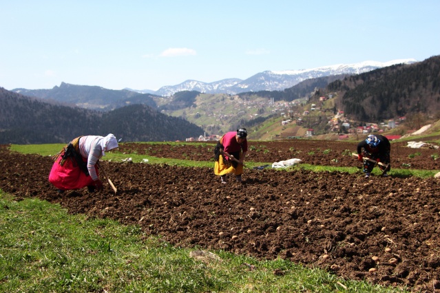 Şartlar zor olsa da Karadeniz kadını çalışmadan duramıyor. Foto Galeri 20