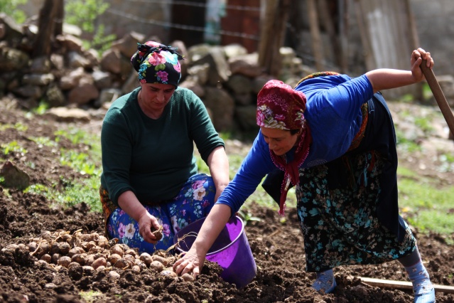 Şartlar zor olsa da Karadeniz kadını çalışmadan duramıyor. Foto Galeri 19