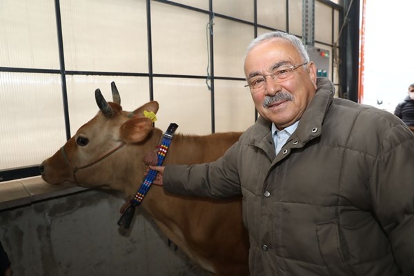 Ordu’da çiftçilere 300 inek dağıtıldı. Foto Haber 3
