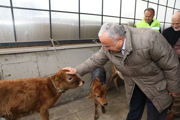 Ordu’da çiftçilere 300 inek dağıtıldı. Foto Haber 8