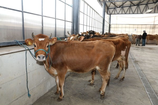 Ordu’da çiftçilere 300 inek dağıtıldı. Foto Haber 6