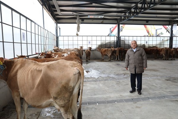 Ordu’da çiftçilere 300 inek dağıtıldı. Foto Haber 5