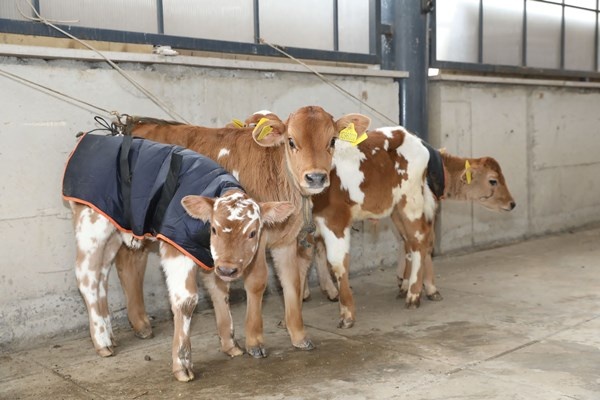 Ordu’da çiftçilere 300 inek dağıtıldı. Foto Haber 4
