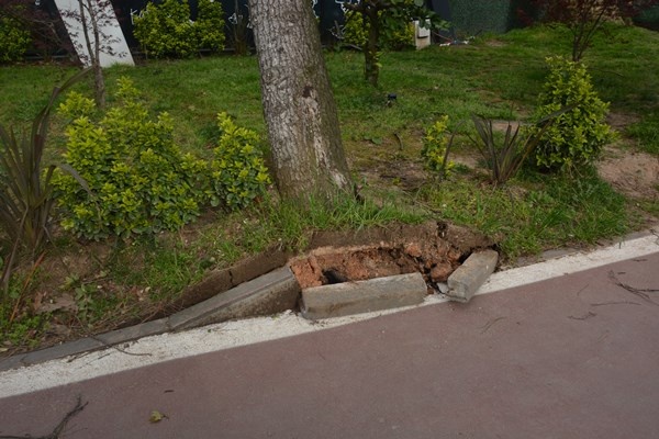 Ordu'da fırtına ağaçları kökünden söktü. Foto Galeri 2